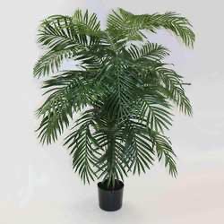 Areca palm 6ft