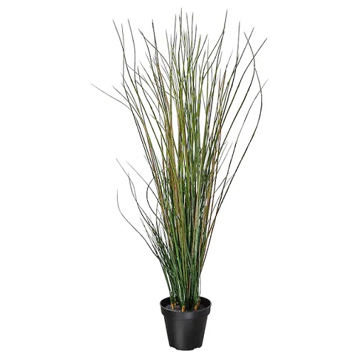 Potted plant grass