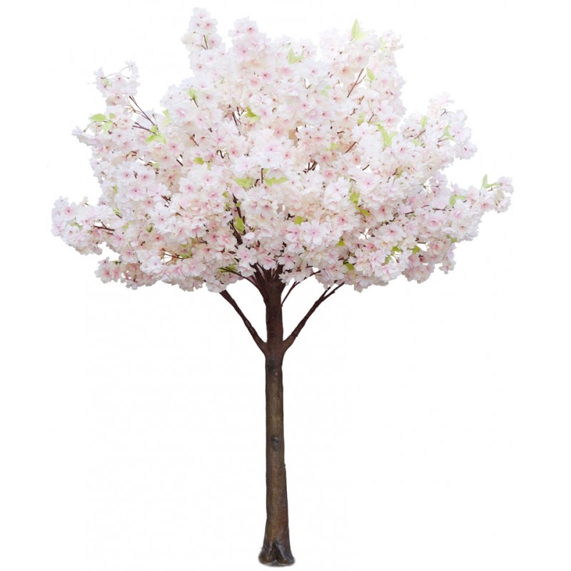 Cherry blossom tree cream 14m tall